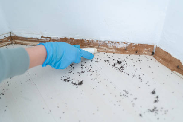 Best Ant Control Services  in Amelia, OH